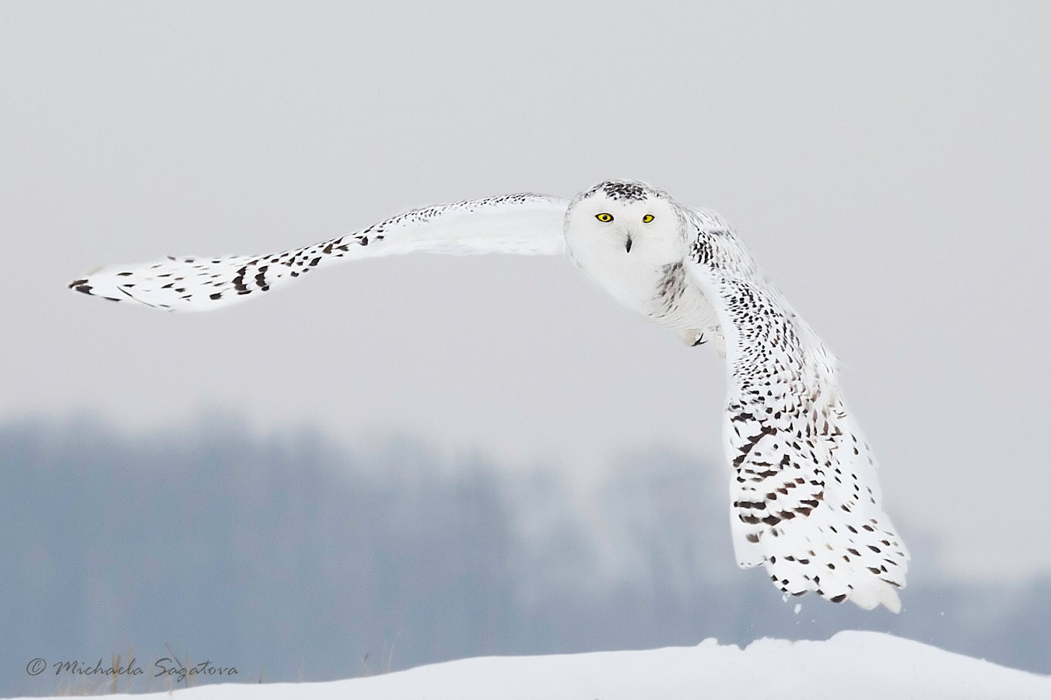 Snowy Owl In Flight - MEDIUM sized Fine Art GiclÃ©e Canvas Gallery Wrap Print 8"x12" - MichaelaSagatovaArt
