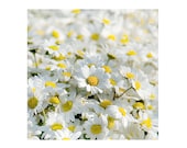 daisy wall art - photography, nature flower photography, fine  photography art Home Decor  Fine Art archival print  color spring 8''x 8'' - gonulk