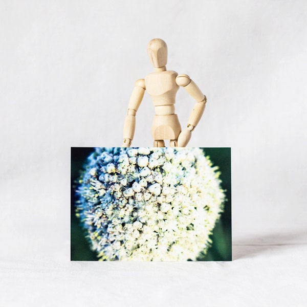 Blank postcards for postcrossing with images of allium - set of 4 similar postcards