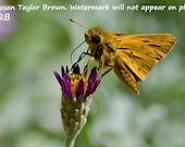 Orange butterfly photo, pink wildflower photo, fine art, nature photography, 5x7 print, garden art