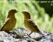 goldfinch photo, 2 birds, wild bird photo, bird fine art print 5x7, bird photography, garden art, nature photo