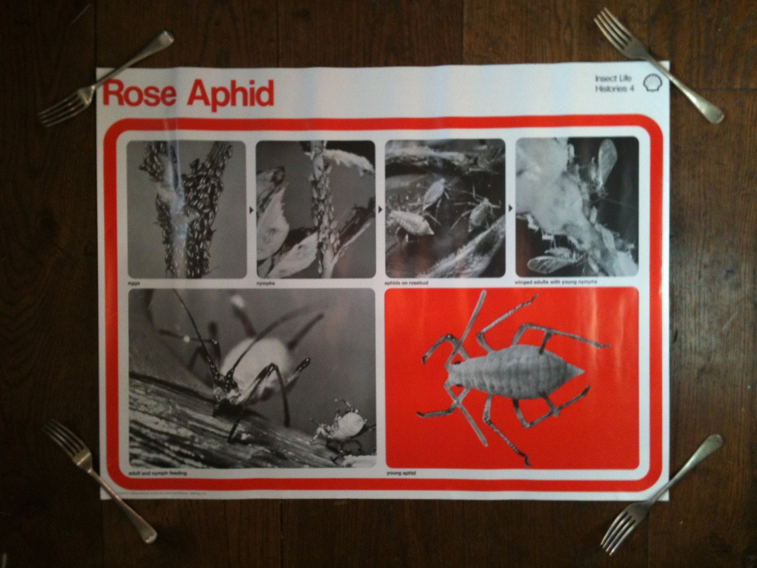 Vintage educational poster - The Rose Aphid