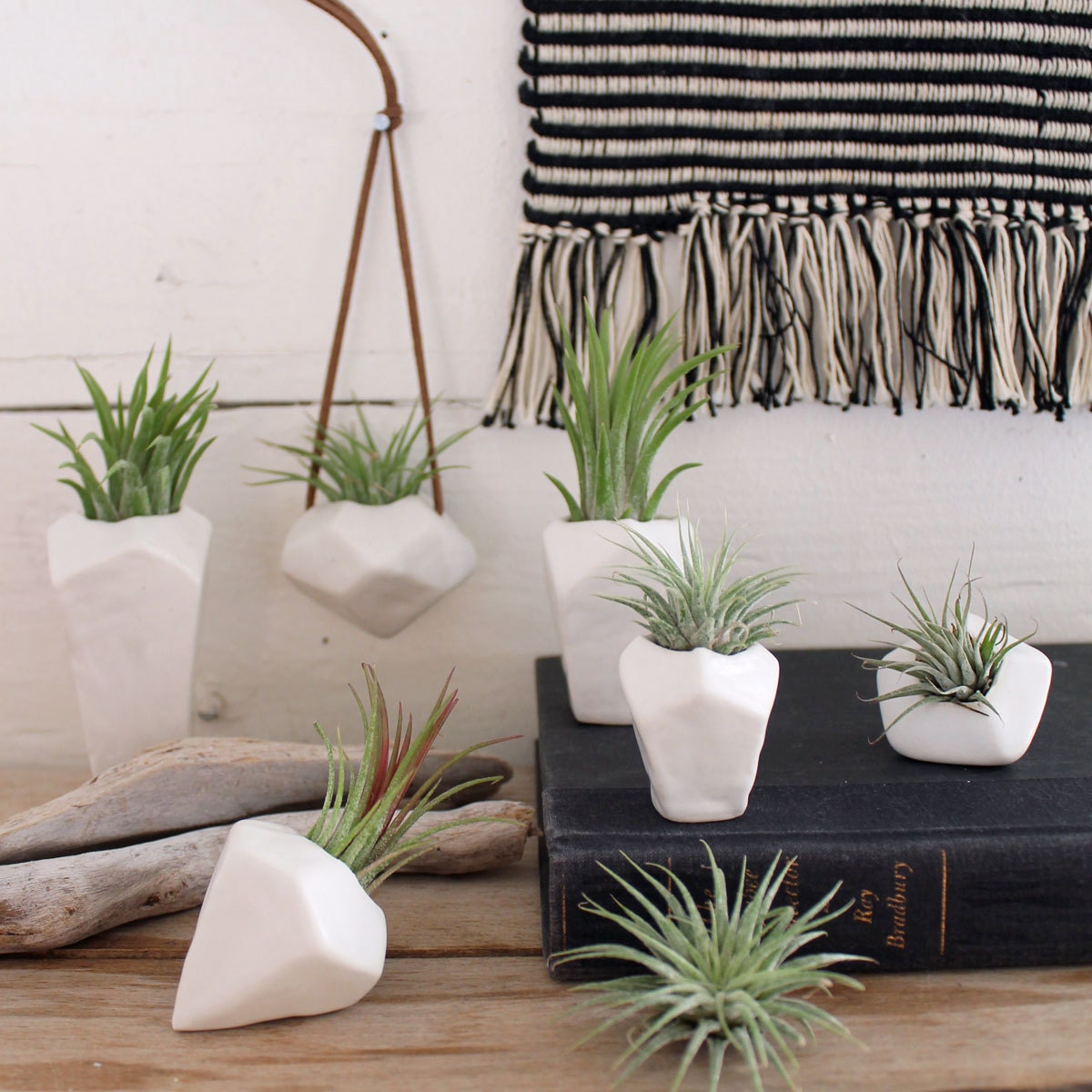Collection of Faceted Porcelain Air Plant Holders -Plants Included-