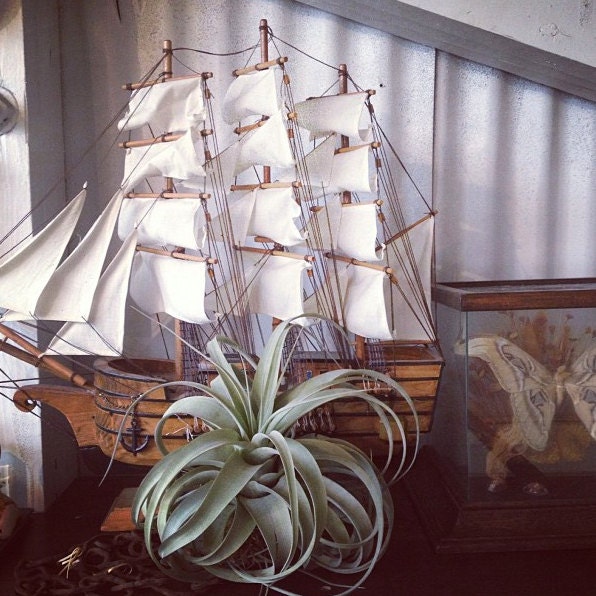 xerographica // tillandsia // air plant