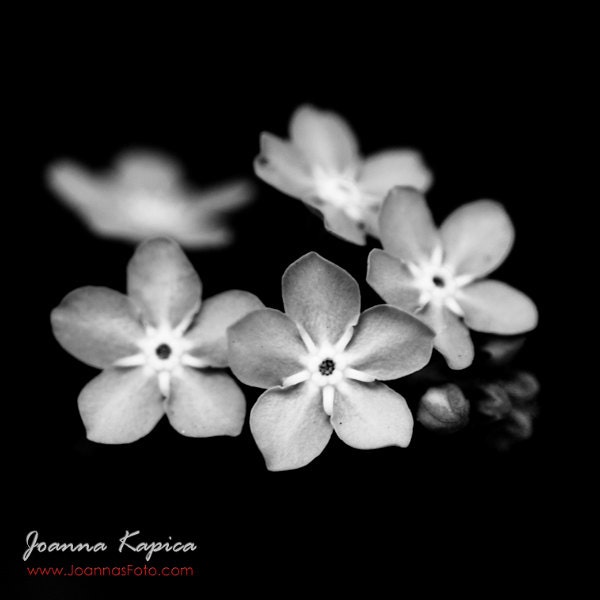 Forget me not, black and white close up botanical print, high contrast, details, 8x8" (20x20cm)
