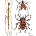 entomology specimens walking stick stag beetle horse fly natural history watercolor reproduction print