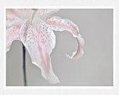 Flower Photography, gray, white, pink,  Lily fine art Photogaphy print 8x12