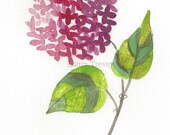 Hydrangea Watercolor Painting