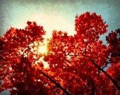 Fall Sky - 8x10 Fine Art Photography Print