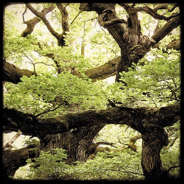 Branche du Chene - 8x8 Fine art Print - Nature Photography - For Tree Lovers - Etsy Wall Art - TFTeam