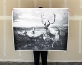Deer Herd - 36x48 Plotter Poster