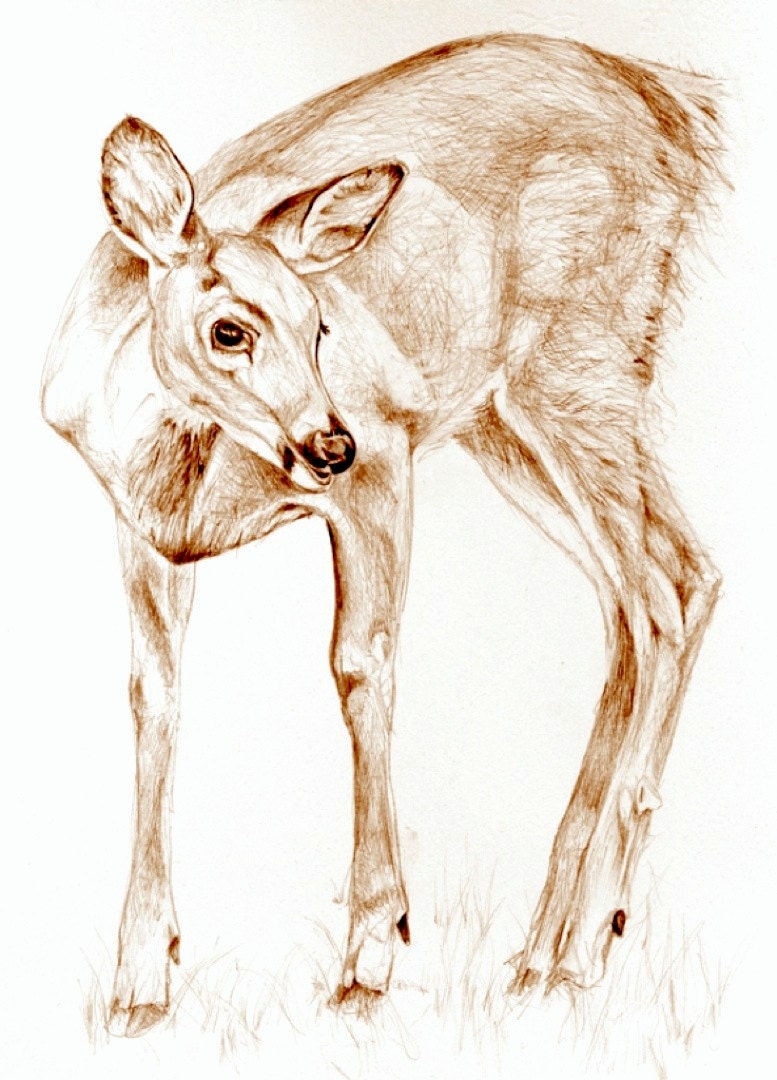 Deer in the garden, Dear. Art print of original pencil drawing. Free shipping.