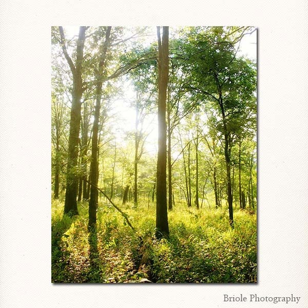 Summer Forest Landscape Photograph, 8"x10" Fine Art Print. Trees Nature Wonderland. Lime Green, Brown.