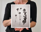 Flannel flower photograph botanical print 8x10 with white border