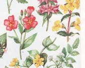 vintage FLOWERS print botanical flower print, floral art, flower art illustration