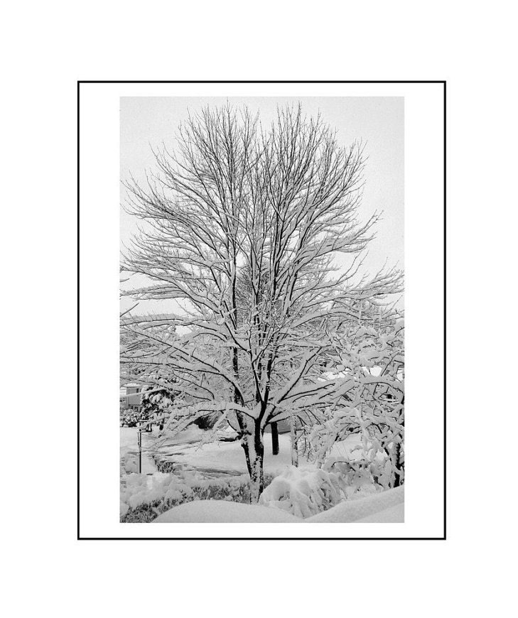 Snowy Maple Tree , Black and White, 8 x 10 Fine Art Photograph, Portland, Maine,  Winter, The Maine View