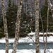 Fine Art Photography, Winter Scene Art Print, 8X10, " Peaceful Winter Creek "Gifts under 20