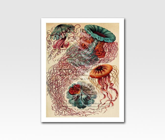 A4 Print Jellyfish on Vintage Journal De Physique Ephemera Home Décor Original Design by Adidit Print no. 075