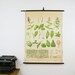 Vintage Botanical Chart, Leaves, Genuine Vintage School Chart