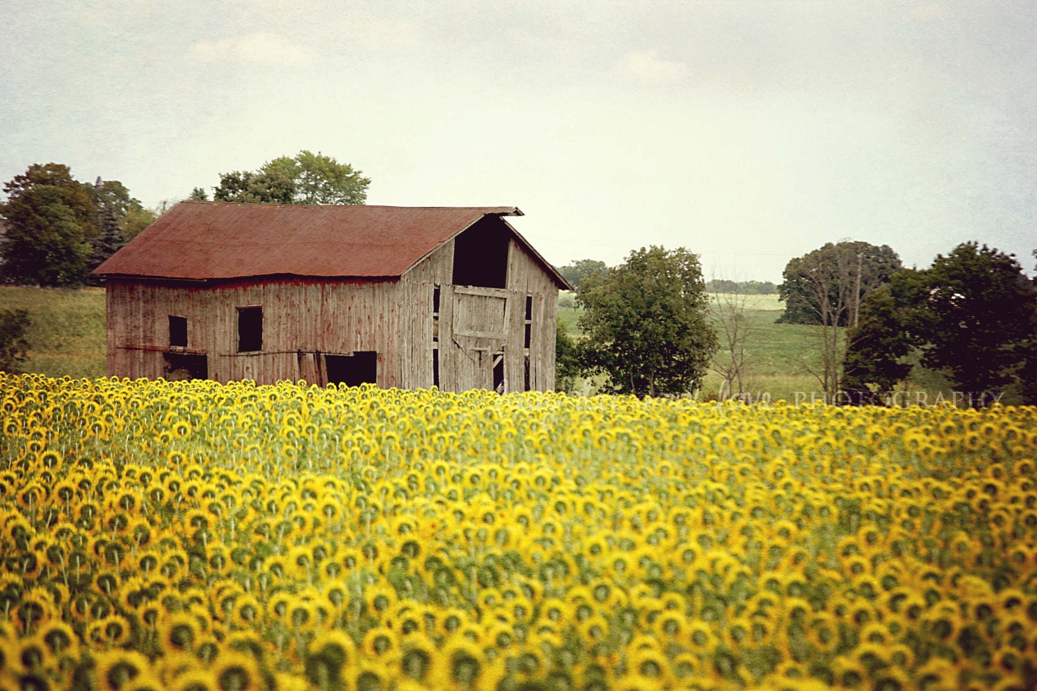 Sunflowers & Barn 8x10 Fine Art Photography Farm Country Shabby Chic Yellow Green Rustic Vintage Home Decor Wall Art Farmhouse