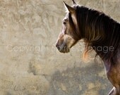 Horse Photography - FRESCO - Andalusian Horse  FineArt Print - Wall decor