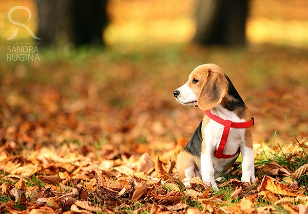 Greeting card with a small cute Beagle puppy in an autumn forest setting, folded greeting card, A6 size