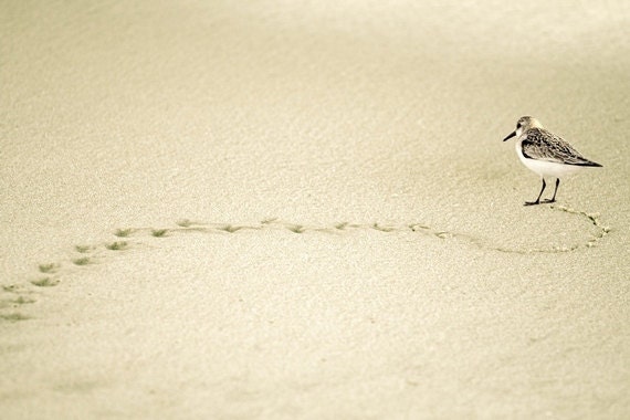 Lonely Bird Photography, Bird Trails, Beach Photography 8x12 Print, Dreamy Summer Photo, Taupe, Valentine's Day