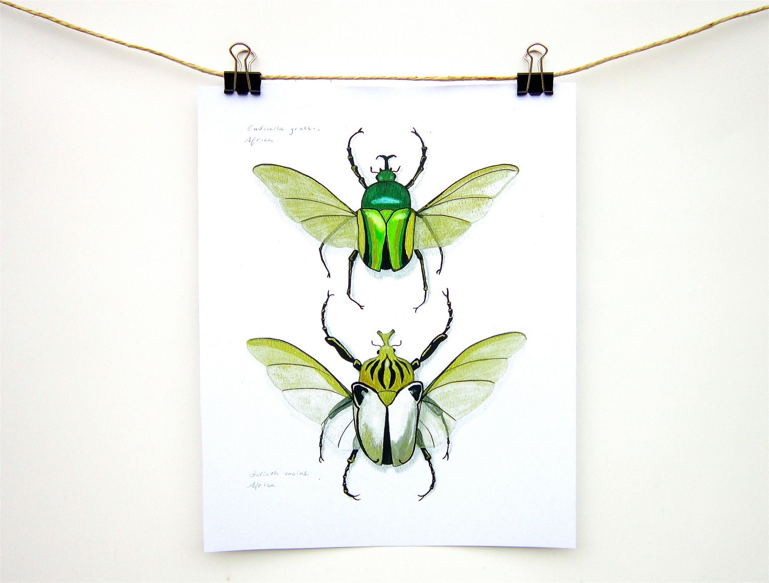 Goliath Beetles insect art print - Two life size giant beetles green gold white art - WingedWorld