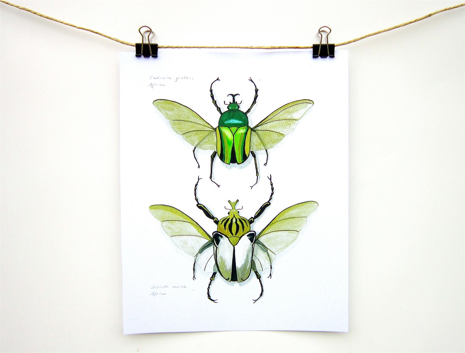 Goliath Beetles insect art print - Two life size giant beetles green gold white art