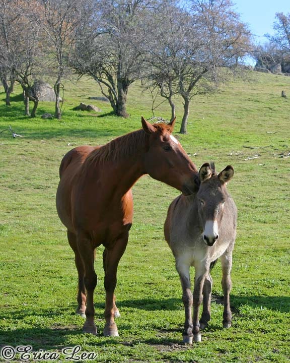 Horse & Donkey Photo, farm animal photography, rustic nature wall art for home or office decor, 11x14 fine art print