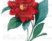 Redoute DAHLIA Large Digital Download old botanical illustration Redoute 058