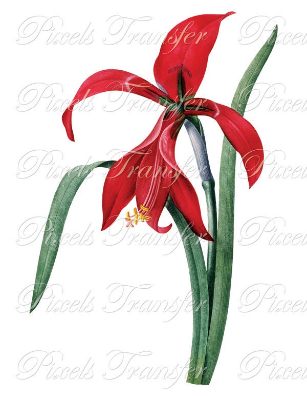 Clipart AMARYLLIS Large Digital Image, red digital download for decoupage and scrapbooking Redoute 052