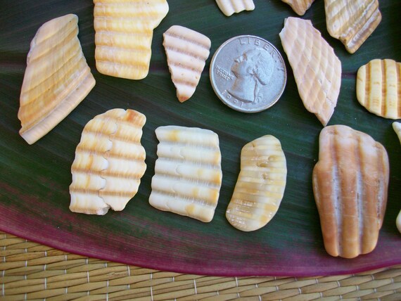 Broken+Seashell+Crafts Broken seashells, shell fragments, natural sea shells, home beach ...