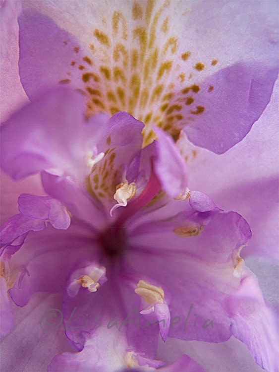 Gloria. 8X10 fine art photograph. Art print. Contemporary colour photograph. Flower, purple Rhododendron. Mauve, delicate, soft, feminine