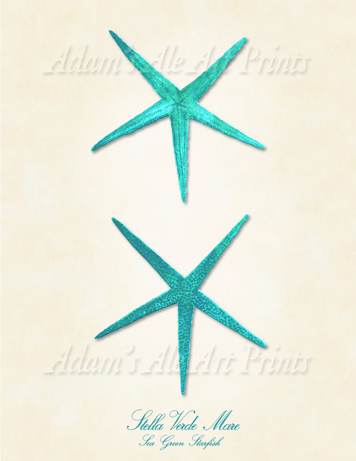 Sea Green SeaStars/Starfish Art Print (8 x 10) From 16th Century Naturalist's Scientific Illustration