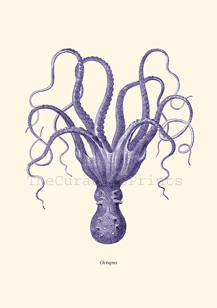 Vintage Blue Octopus Natural History Wall Decor Print