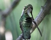 Hummingbird Photo Nature and Wildlife Photo Print Matted 8x10 Free Shipping 20x24 16x20 11x14 5x7 - SylvanSeas