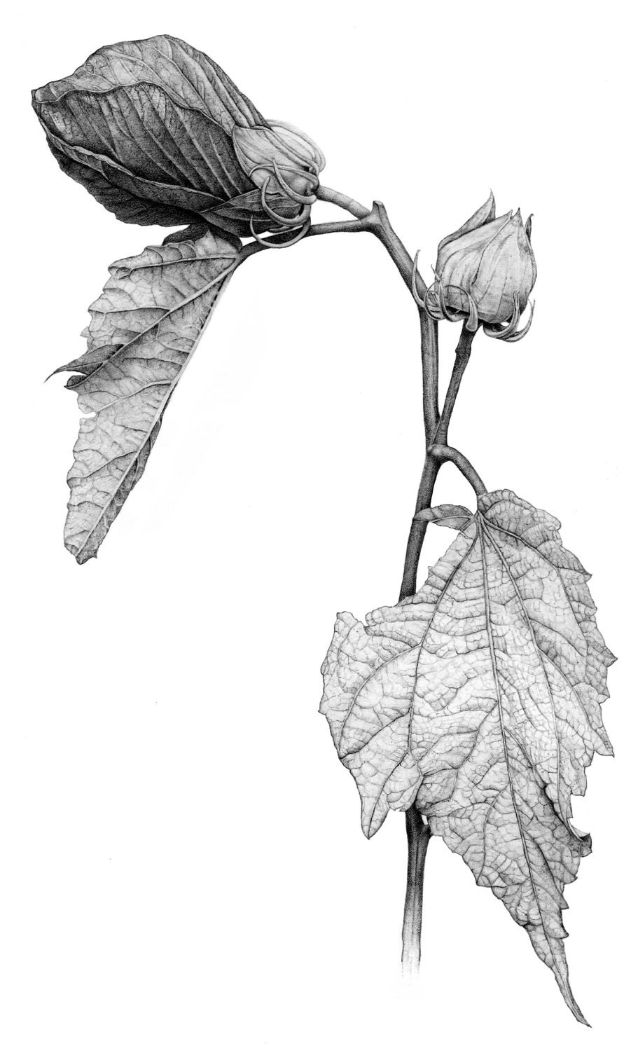 Hibiscus Botanical Illustration. Archival print from original graphite drawing. 8.5 x 11
