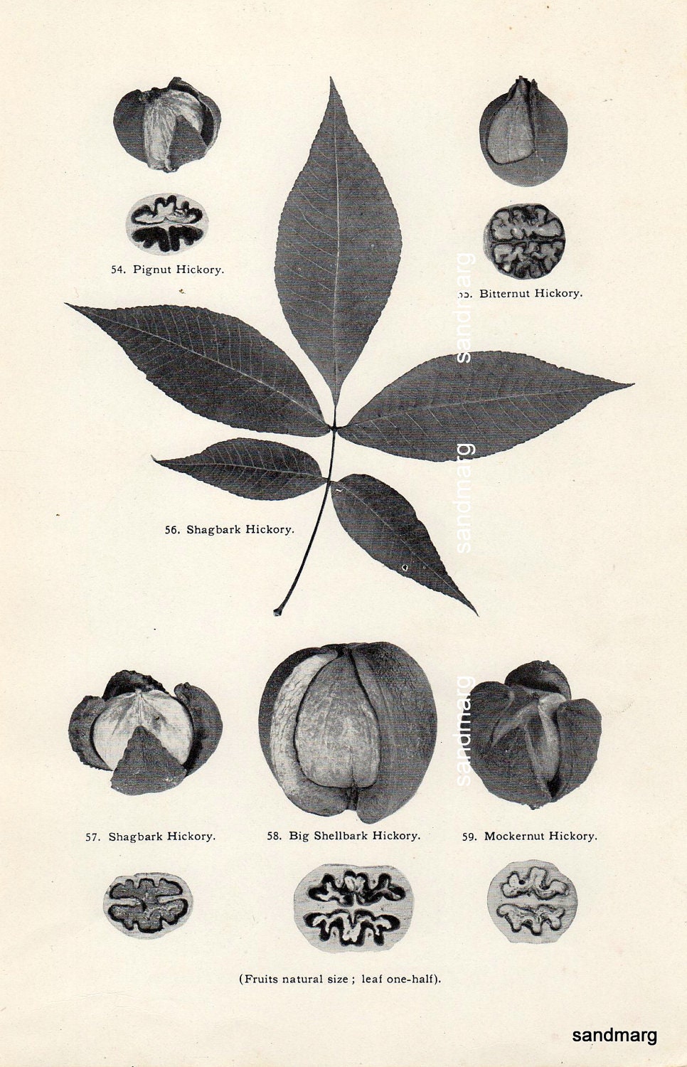 Antique Chart Butternut Walnut Alder Hickory Seeds Leaves Trees Botanical Print to Frame