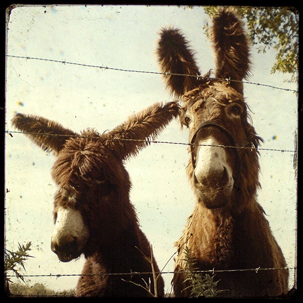 Les Deux Baudets - 8x8 Fine Art Print - Animals Photography - Etsy Wall Art - TFTeam