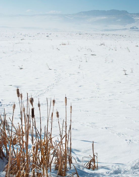 Winter Landscape Photography -Snowy Bliss -Minimalist Art -Cattail -Nature Photography -Home Decor -11x14 Colorado Fine Art Photograph