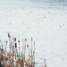 Winter Landscape Photography -Snowy Bliss -Minimalist Art -Cattail -Nature Photography -Home Decor -11x14 Colorado Fine Art Photograph
