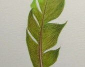 Vivid green and olive feather -- original coloured pencil drawing