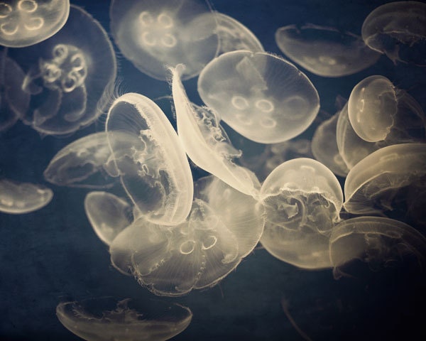 Nature Photography, Jellyfish, Nautical, Navy Blue, White, Delicate, Glowing, Ethereal, Summer, Sea Creatures, Ocean - The Life Aquatic