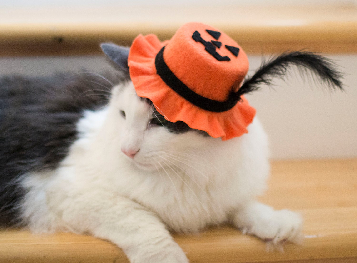 Halloween Cat Hat - Jack O' Lantern