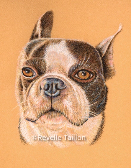 Original Pet Portraits. 8 x 10 inches in Colored Pencil