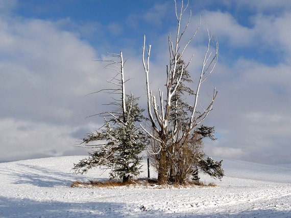 Art Photography Landscape Winter Trees Fine Art