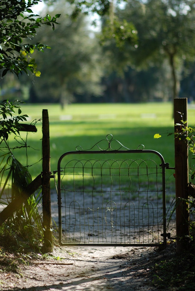 Into the Orange Grove, large photograph