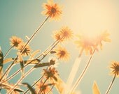 Flower photography nature photography cottage chic country home pastel shades black eyed susans silhouette tangerine citrus teal