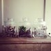 vintage glass counter jars